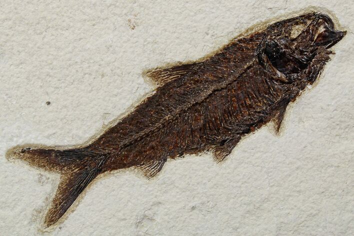 Detailed Fossil Fish (Knightia) - Large For Species #349262